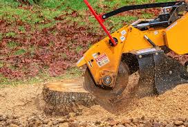 Best Tree Preservation Services  in Kearny, NJ
