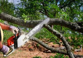 Best Fruit Tree Pruning  in Kearny, NJ