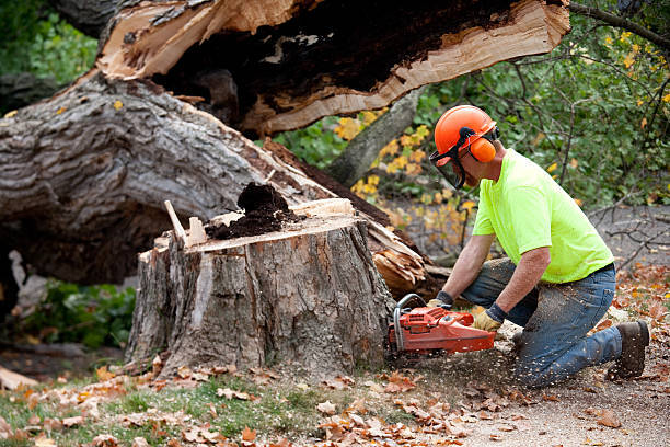 Best Seasonal Cleanup (Spring/Fall)  in Kearny, NJ