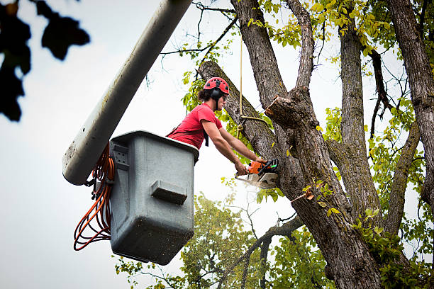 Best Tree Cabling and Bracing  in Kearny, NJ