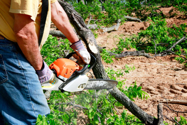 Best Hazardous Tree Removal  in Kearny, NJ